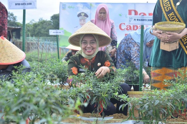 Tekan Inflasi, Pj Walikota Jambi Panen Perdana Cabai di Kenali Asam/ Foto: Melli-ampar