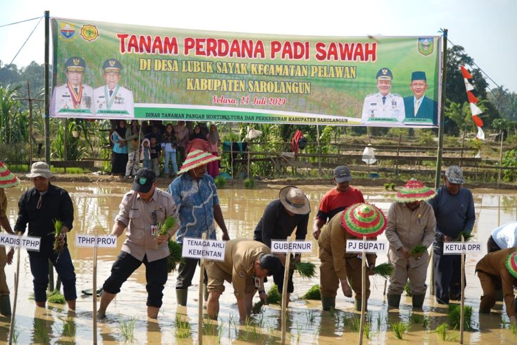 Al Haris Tanam Perdana Padi Sawah di Desa Lubuk Sayak