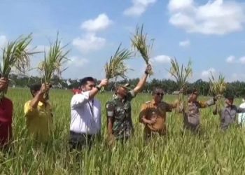 Sekda Sapril Saat Hadiri Panen Raya Desa Suka Maju: Pertahankan Lahan Pertanian untuk Masa Depan Pangan