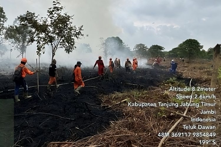 Terungkap! Kebakaran di Kabupaten Tanjung Jabung Timur Lahap Lahan Kelompok Tani, PetroChina Sigap Lakukan Pemadaman