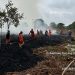 Terungkap! Kebakaran di Kabupaten Tanjung Jabung Timur Lahap Lahan Kelompok Tani, PetroChina Sigap Lakukan Pemadaman