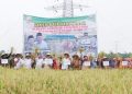 PJ Bupati Muaro Jambi Secara Langsung Ikut Panen Padi Bersama Petani di Desa Kedotan