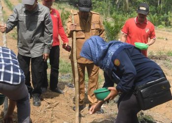 Pj Bupati Merangin Tanam Padi Tumpang Sisip di Lahan Replanting Sekaligus Pamen Cabai Cegah Inflasi