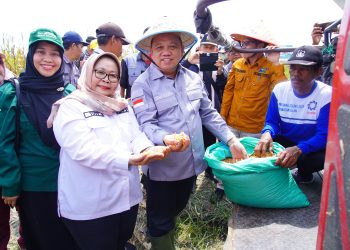 Panen Raya Jagung di Kecamatan Lalan: Mewujudkan Swasembada Pangan Muba