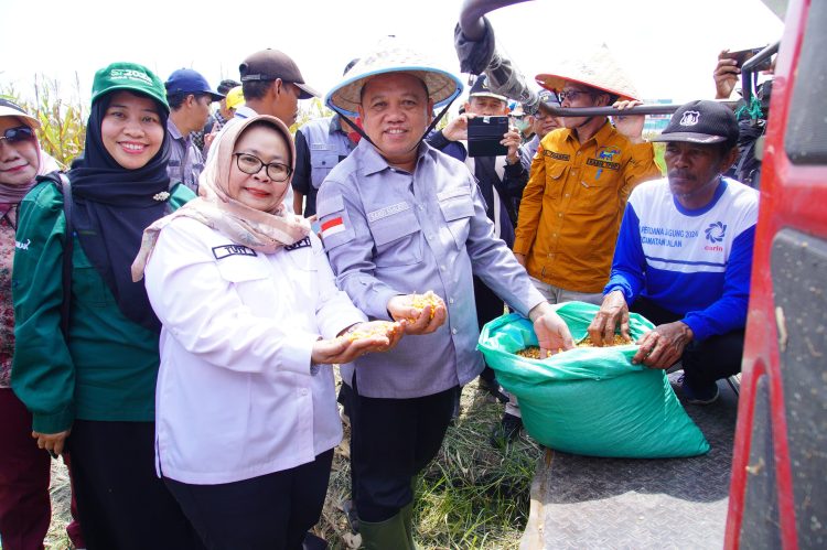 Panen Raya Jagung di Kecamatan Lalan: Mewujudkan Swasembada Pangan Muba