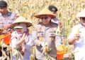 Panen Jagung di Bengkulu Dorong Ketahanan Pangan dan Ekonomi Daerah, Kapolda Janji Kawal Distribusi Pupuk Tepat Sasran / (foto: dok humas polres bengkulu)