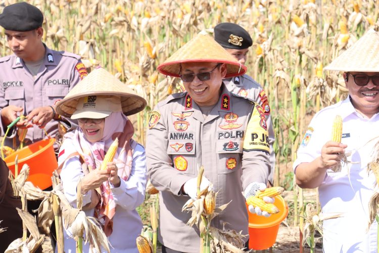 Panen Jagung di Bengkulu Dorong Ketahanan Pangan dan Ekonomi Daerah, Kapolda Janji Kawal Distribusi Pupuk Tepat Sasran / (foto: dok humas polres bengkulu)