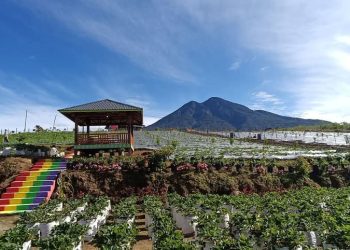Keren, Farenza Garden Jangkat Merangin Masuk Nominasi Anugerah Pesona Indonesia Award 2025
