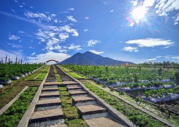 Farenza Garden yang berada di Desa Renah Alai, Kecamatan Jangkat, Kabupaten Merangin/ foto: riky