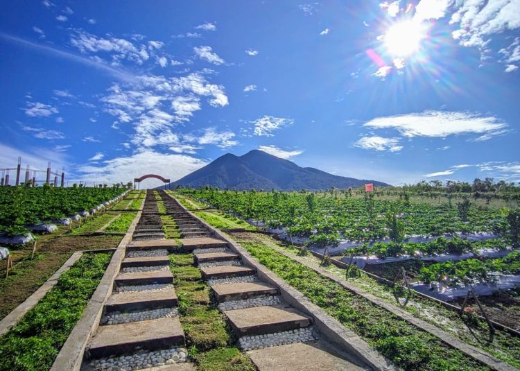 Farenza Garden yang berada di Desa Renah Alai, Kecamatan Jangkat, Kabupaten Merangin/ foto: riky
