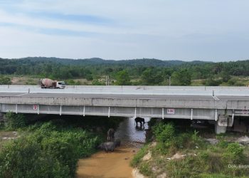 Hari Gajah Internasional, Persembahan HK untuk Perjalanan Cinta Gajah di Sekitar Jalan Tol Trans Sumatera