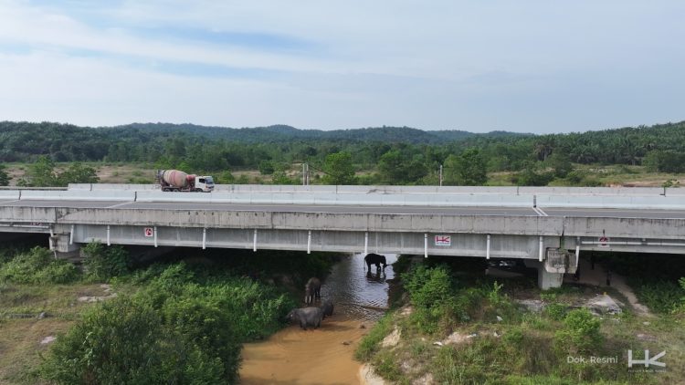 Hari Gajah Internasional, Persembahan HK untuk Perjalanan Cinta Gajah di Sekitar Jalan Tol Trans Sumatera