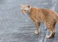 Ilustrasi Kucing