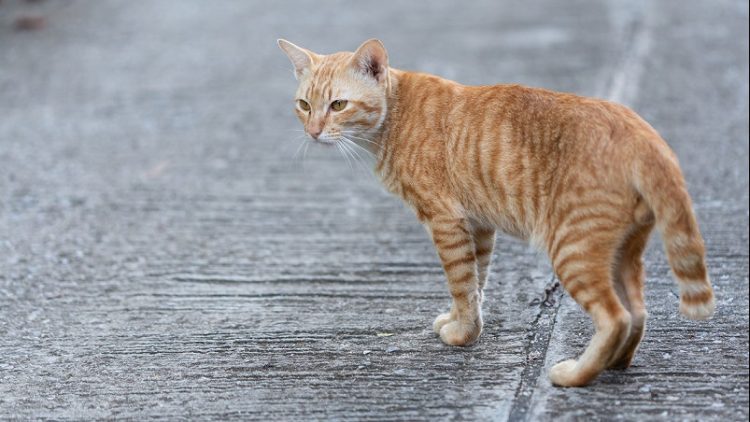 Ilustrasi Kucing