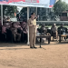 Lomba Senam Udang Manis Meriahkan HUT RI ke-81, Bupati Qudrotul Ikhwan Tekankan Pentingnya Hidup Sehat